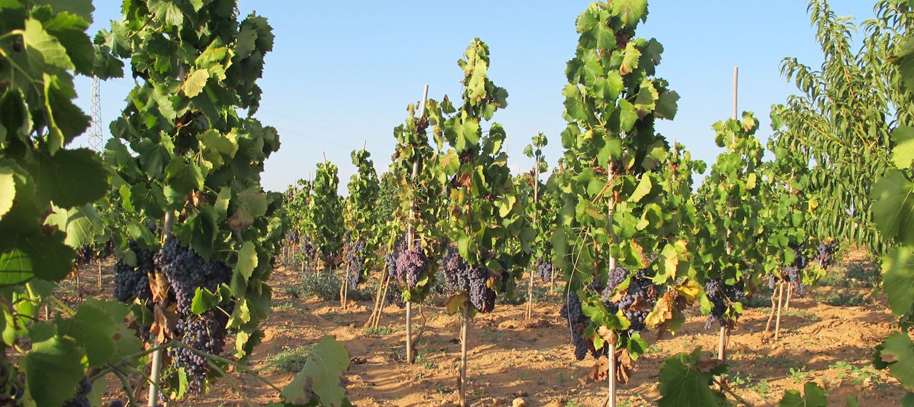 Tenuta Bastonaca, i vigneti