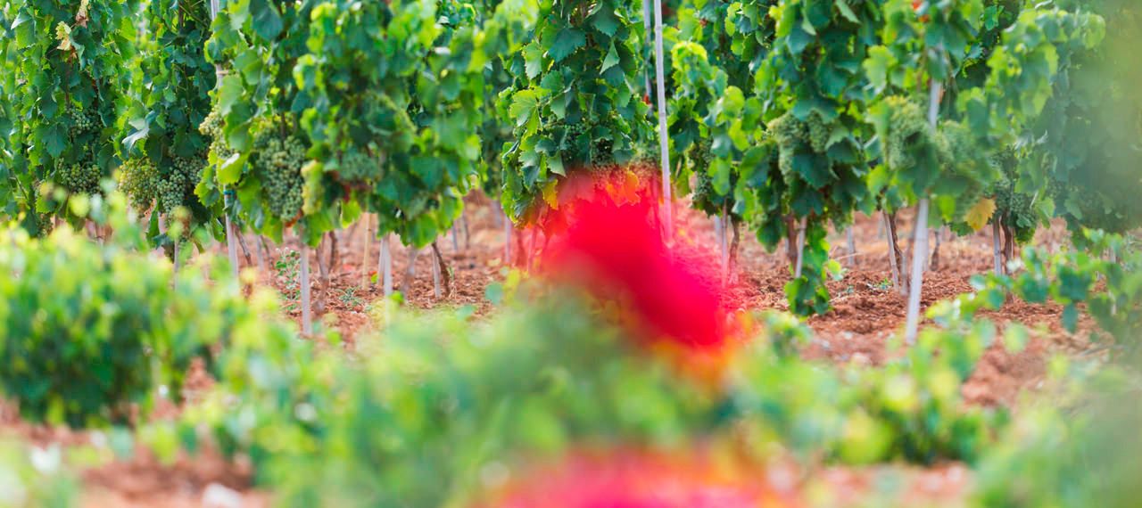 Tenuta Bastonaca, i vigneti