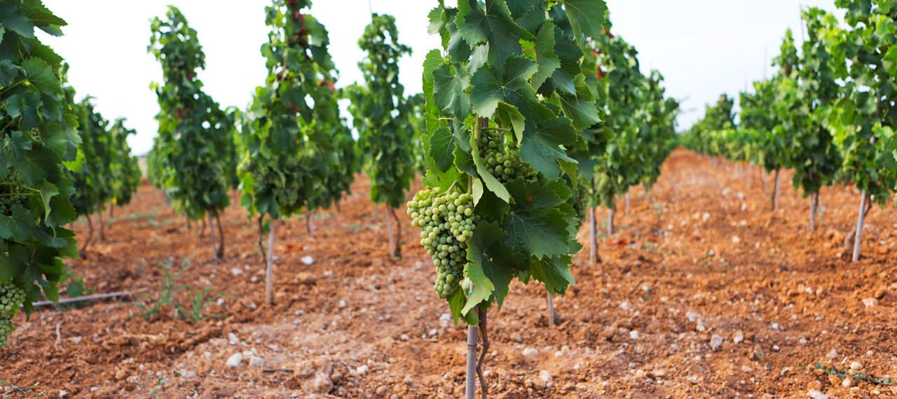 Tenuta Bastonaca, i vigneti