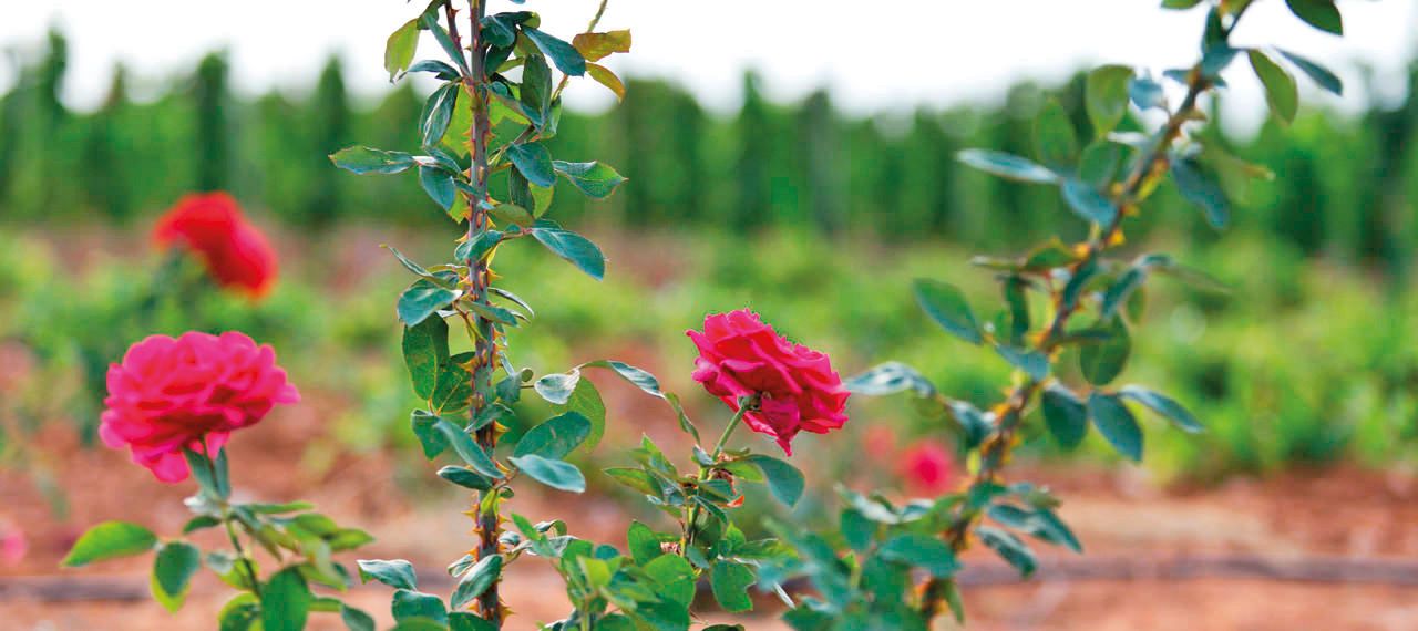 Tenuta Bastonaca, i vigneti