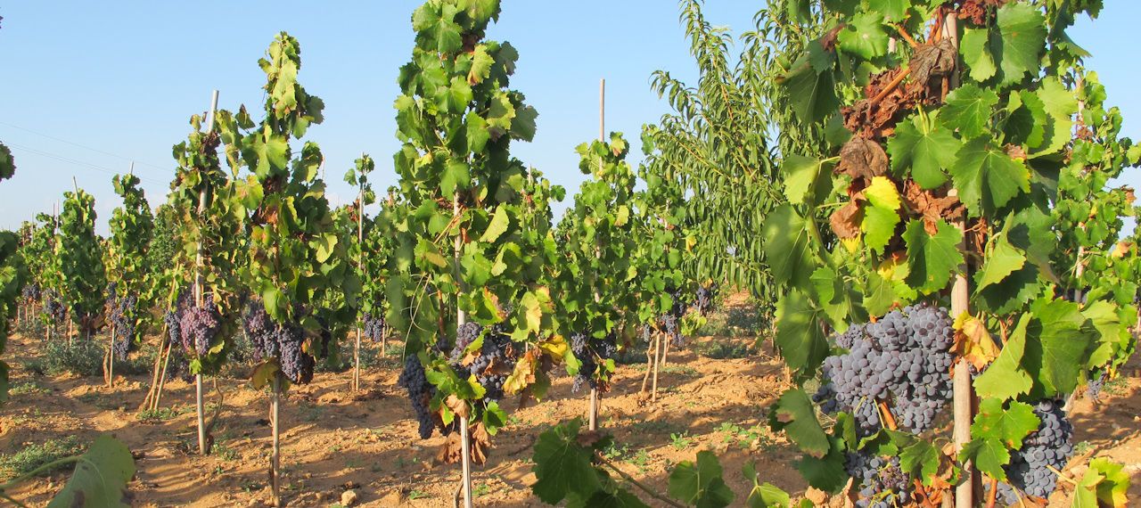 Tenuta Bastonaca, i vigneti