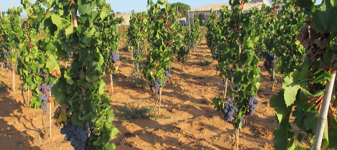 Tenuta Bastonaca, i vigneti