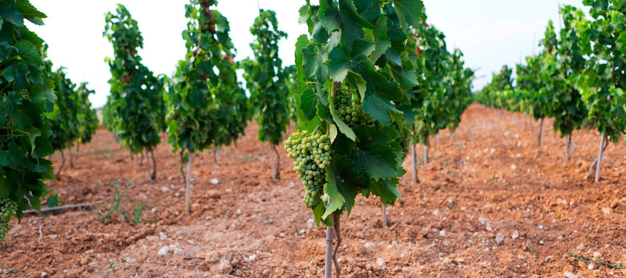 Tenuta Bastonaca, i vigneti